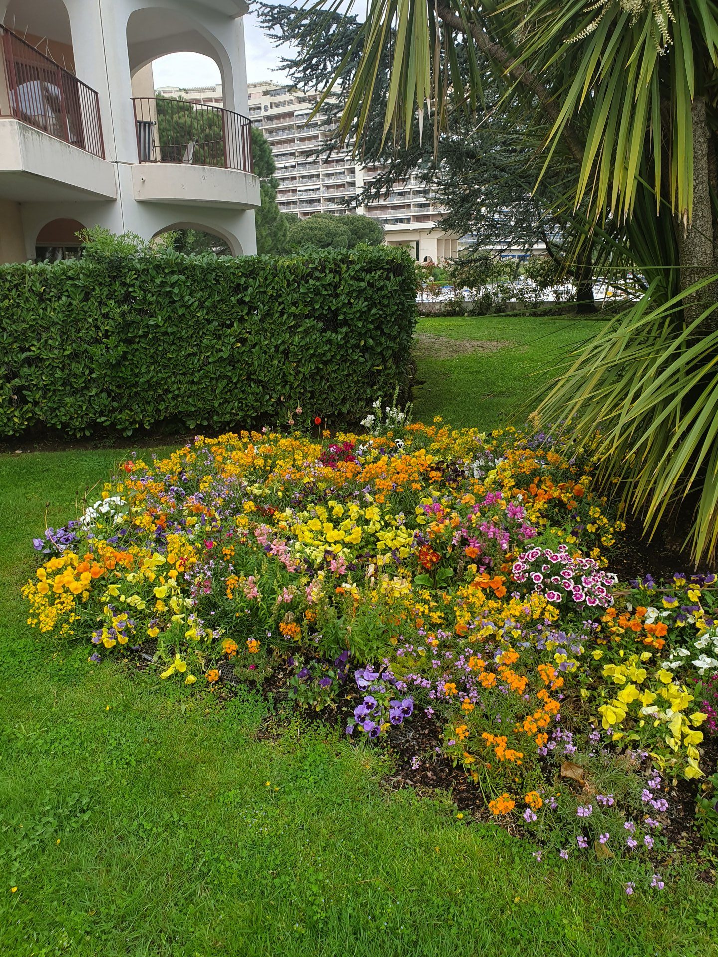 2019-floraison-hiver-e1556186129298