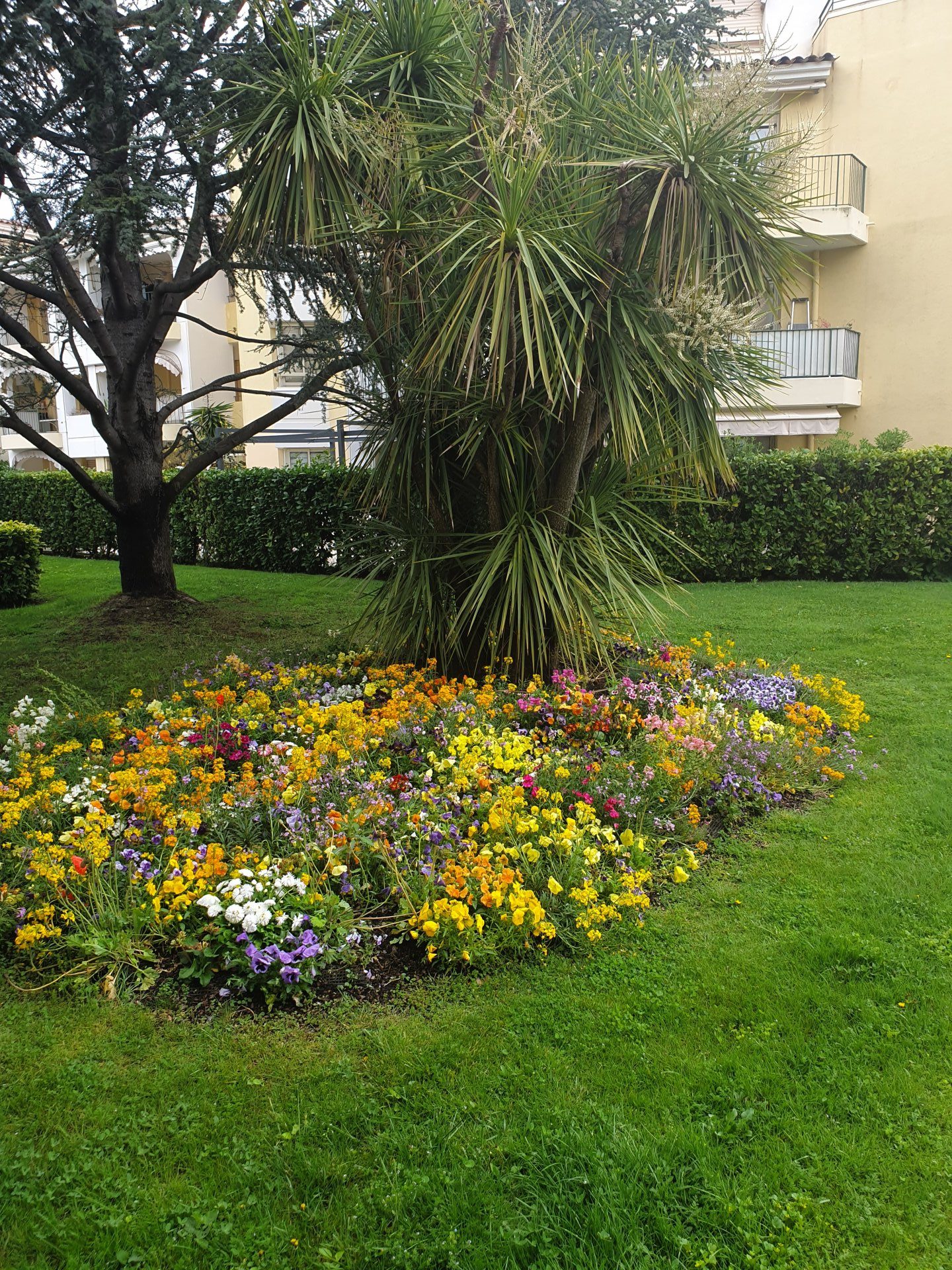 floraison-hiver-2019-e1556186111771